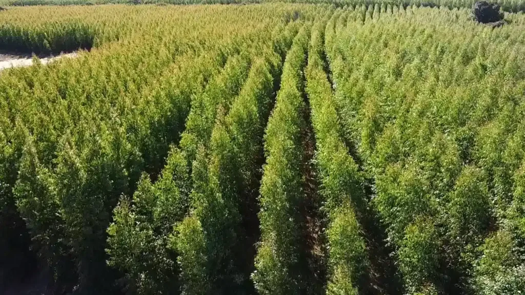 plantio comercial de eucalipto